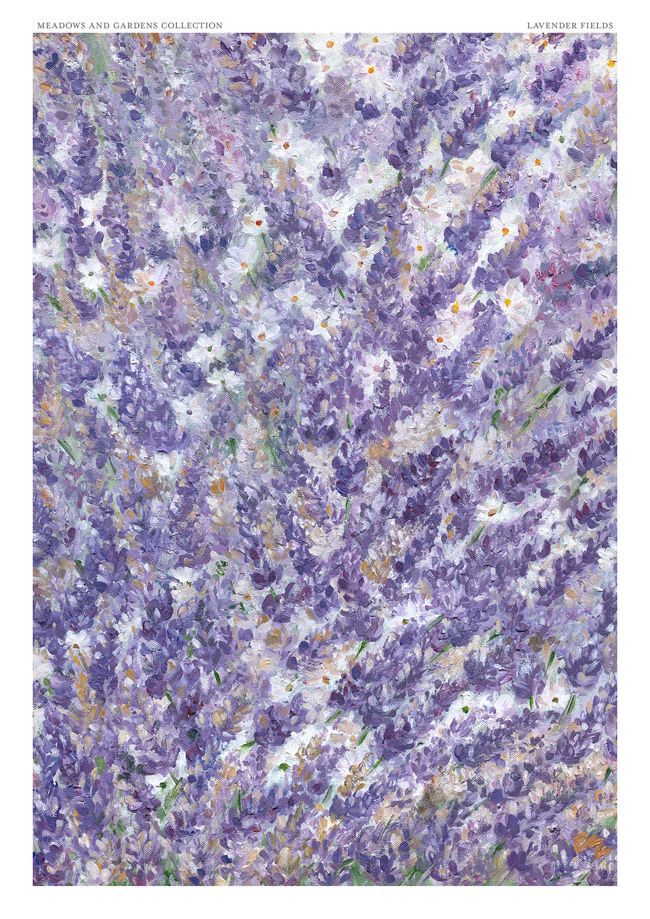 Lavender Fields Fine Art Print